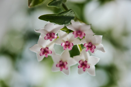 Blooming white and pink Hoya bella flower on green brunch. Houseplant for home decor. Close up, selective focus.の写真素材