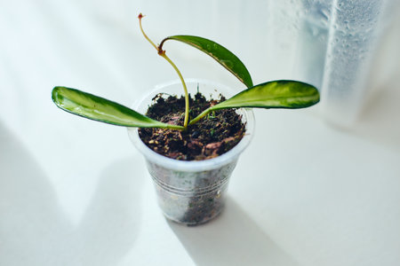 Young rooted cuttings of different varieties of hoya Kentiana variegata in small pots, house flower, liana. Close up, selective focus.の写真素材