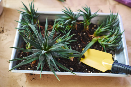 Spring replanting of indoor flowers. Replanting of Haworthiopsis Haworthia Fasciata or Zebra Aloe...