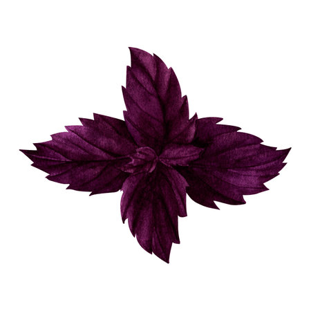 Purple Basil, watercolor illustration, isolated on white background. For prints on textile and paper, clothes, plates and dishes design, decoration for kitchen, restaurant menus, recipes, cookbook.の写真素材
