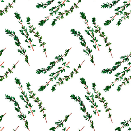 Thyme aromatic herb. Seamless pattern for prints on wallpaper, textiles, diy, scrapbooking for packaging. For kitchen and restaurant decor, cook and recipe book.の写真素材