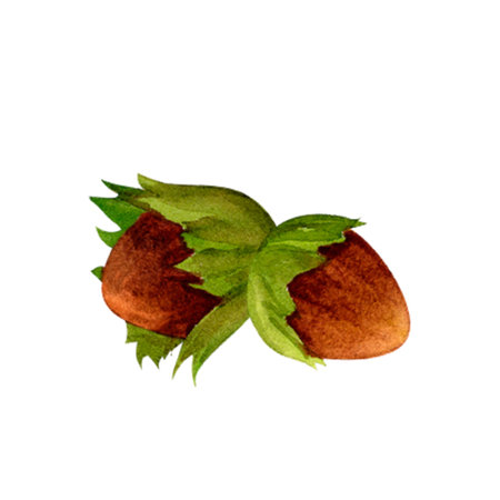 Hazelnut, autumn set of fruits and forest harvest. Watercolor botanical realistic illustration in warm natural tones for printing and stickersの写真素材
