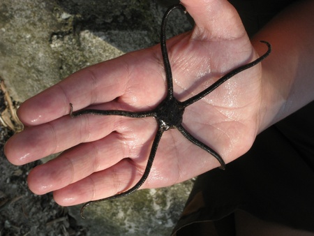 Sea starの写真素材