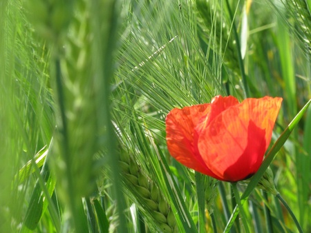 Poppyの写真素材