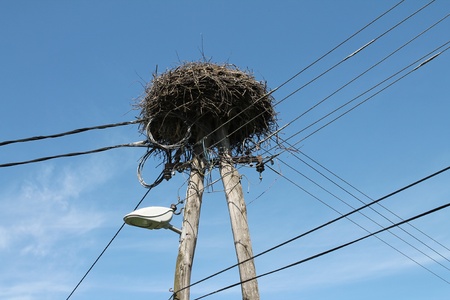 Stork nestの写真素材