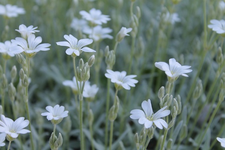 Pretty flowersの写真素材