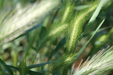 Grainの写真素材