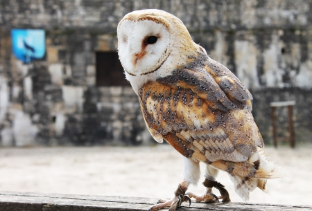 Hawkの写真素材