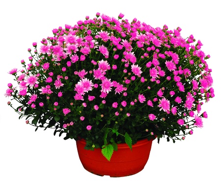 pink chrysanthemeの写真素材