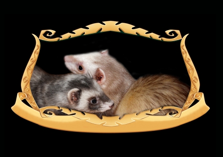 Ferrets in a frameの写真素材