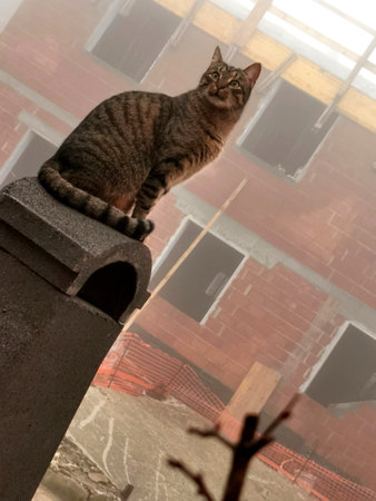 Cat sitting on the chimney of the house. Selective focus.の写真素材