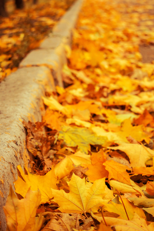 Vertical Perspective of the border among the fallen yellow and orange leaves. Path in the autumn park. The diagonal cement edge road of the pathway is among the autumn maple leaves.の写真素材