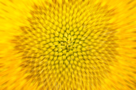 Bright yellow blurred sunflower backgroundの写真素材