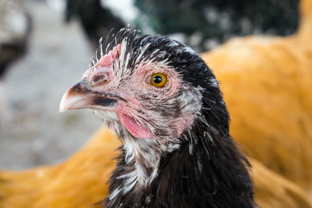 Close up of black hen Orpington breed. Big black chicken Orpington breed on the farmの写真素材