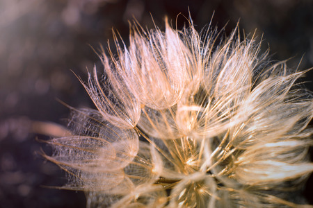 Tragopogon dubius. Giant dandelion close-up. Beautiful air flower. Selective focusの写真素材