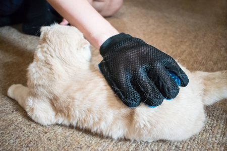 A man's hand in grooming rubber blue glove combs fluffy Scottish fold cream cat. Pet owner removing cat hairs with grooming glove. Selective focusの写真素材