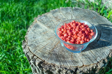 Treated colorful corn seeds ready for planting on green grass and wooren background. Pink color...