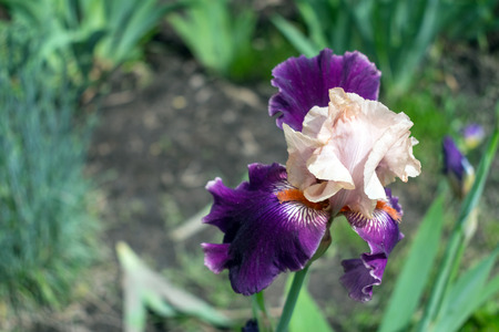 Close-up view of an iris flower on background of green leaves and flower beds. Beautiful varietal Pu Aby pink and purple violet garden irises. Selective focusの写真素材