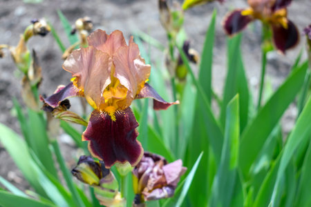 Close-up view of an Chinese Whisper Yellow, pink, brown iris flower on background of green leaves...
