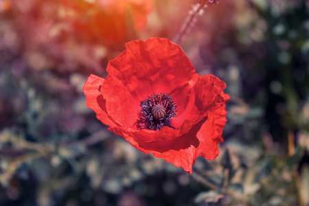 One bright red poppie in the sun on background of green grass and leaves. Close up of red poppy flower in field On the Sunset. Beautiful flower in the sun rays.の写真素材