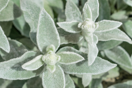 Lamb's Ears, Turkish lamb's ear, Stachys byzantine, woolly hedgenettle close up. Garden background with ornamental decorative plant.の写真素材