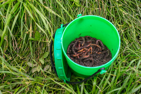 Red worms Dendrobena in manure, ground in a green round jar in grass. Earthworm live bait for...