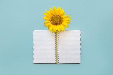 School open white notebook and sunflower on blue background, spiral notepad on a table. Still life, business, office, education concept, mock upの写真素材
