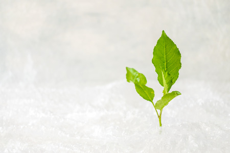 Ecology, Environment pollution concept. Green plant in bubble wrap on white background. Plastic Packaging and the Environmentの写真素材