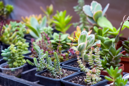 Close up of different varietal agave succulent plants in pots, selective focus. various types of succulent plant pot - echeveria, Graptoveria, Haworthia, sempervivum, flowering house, house plantsの写真素材
