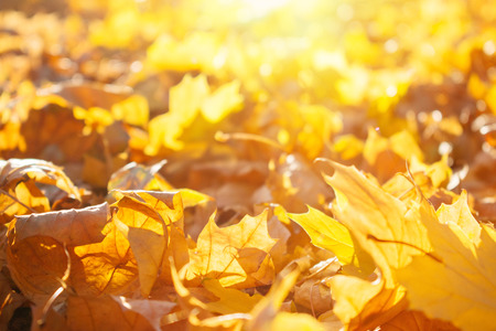Beautiful yellow and orange autumn fall maple leaves background with sunlight. Colorful autumn yellow and orange fallen leavesの写真素材