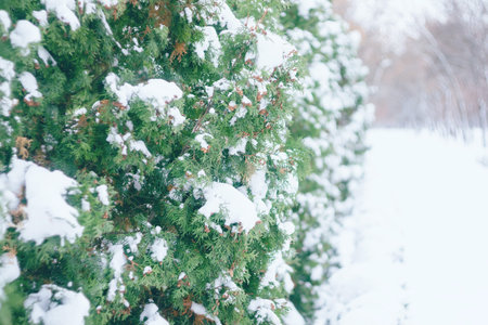 Close up of snow on tree. Christmas winter background. Thuja tree green branch covered with snow in...