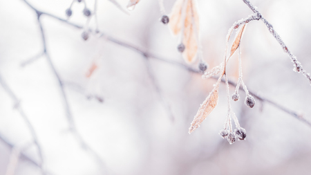 Beautiful blurred delicate winter frost nature background banner. Ice covered, frost leaves close up. Frosen branch of tree covered with first snow, copy space. Early, slight frosts. Selective focusの写真素材