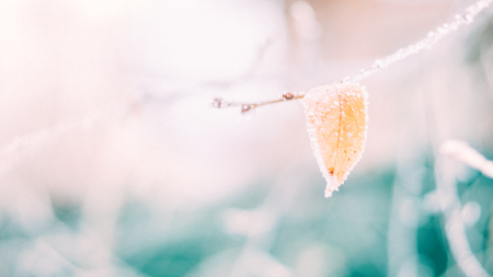 Beautiful blurred delicate winter frost nature background banner. Ice covered, frost leaves close up. Frosen branch of tree covered with first snow, copy space. Early, slight frosts. Selective focusの写真素材