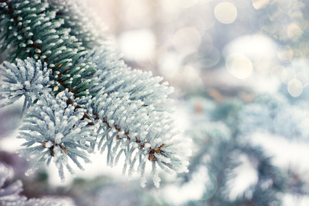 Winter Christmas evergreen tree background. Ice covered blue spruce branch close up. Frost branch of fir tree covered with snow, copy space.の写真素材
