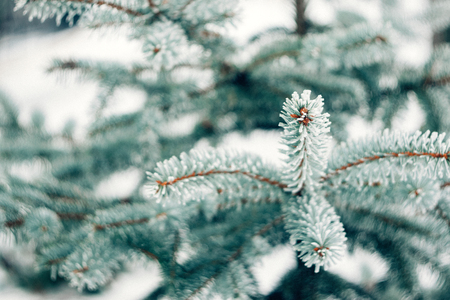 Winter frost Christmas evergreen tree background. Ice covered blue spruce branch close up. Frosen branch of fir tree covered with snow, copy space. Selective focusの写真素材