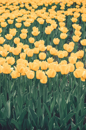 Yellow tulips vertical background. Colorful tulips in the flower garden, arboretum. Flower bed in...