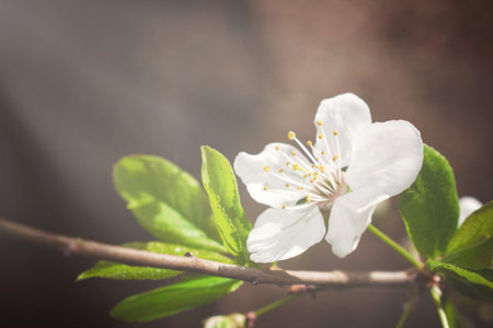 Spring Natural background with delicate cherry flowers with sunlights. White flowers. Natural...