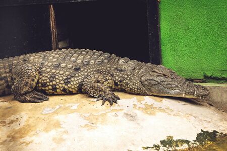 Crocodile in the zoo. Big crocodile near the pool.の写真素材