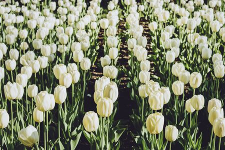 White tulips flowerbed. Beautiful field of white tulips. White tulips in the spring garden.の写真素材