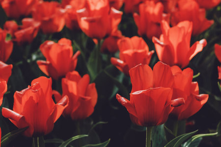 Tulip field in Netherlands close up. Colorful red tulips in the flower garden.