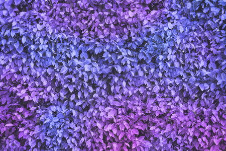 Neon fall leaves background. Multicolor autumn trendy backdrop.