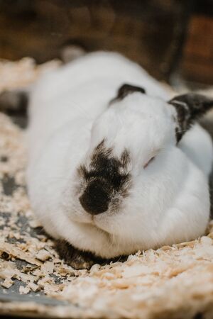 Californian rabbit eating carrot. Rabbit breeding. How to breed your rabbit.の写真素材
