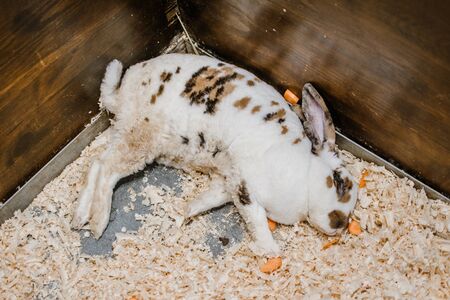 Sick rabbit lies in his cage. Bunny Unwell. Rabbit breeding. rabbit disease.の写真素材