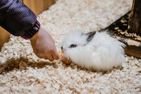 Cute White Lionhead rabbit eating carrot. Rabbit breeding. How to breed your rabbit.の写真素材