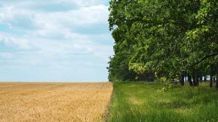Regenerative Agriculture, Holistic Management, farming problem concept. Yellow field with a blue sky and a green forest with grass.の写真素材