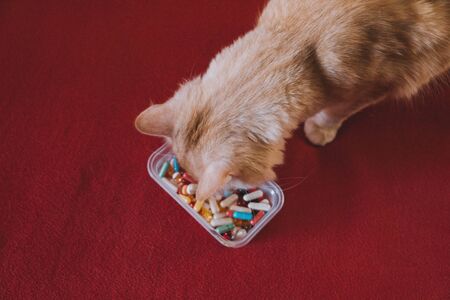 Cat and many pills on a red background. Pets, Cats infected with the coronavirusの写真素材