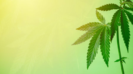 Marijuana leaves web banner, cannabis on green background. Texture of Marijuana Cannabis Plants...