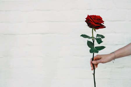 Flower power, signs of peace, stop violence, peaceful protest symbol. One red rose in female hand on white background.の写真素材