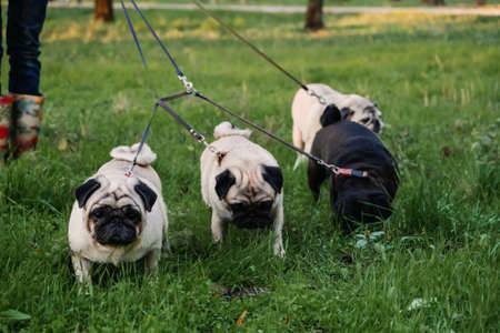 Dog walking. Professional dog walker walking dogs in autumn sunset park. Walking the pack array of pugs on city parkの写真素材