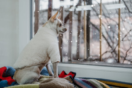 Pet fashion, Pampered pets, Dog Clothes, Dog Puppy Apparel Accessories Custume. Cute toy terrier hihuahua in fluffy Winter Dog Jacket Hoodie Sweatshirts Coatの写真素材